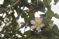 Blakea quadrangularis