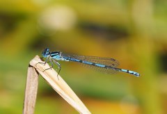 Austrocoenagrion lyelli
