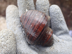 Opeatostoma pseudodon