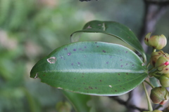 Blakea quadrangularis