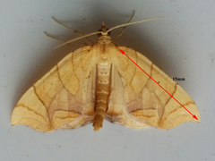 Eulithis diversilineata