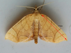 Eulithis gracilineata