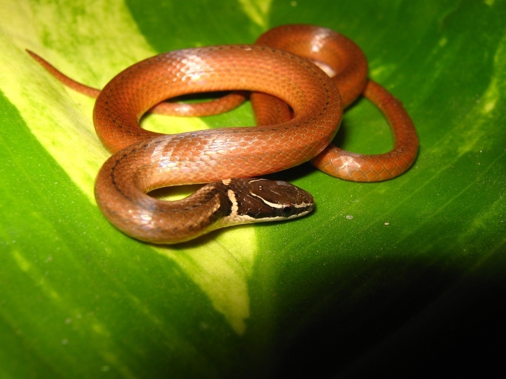 Peninsula Stripeless Snake