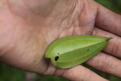 Blakea quadrangularis