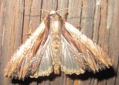 Apamea verbascoides
