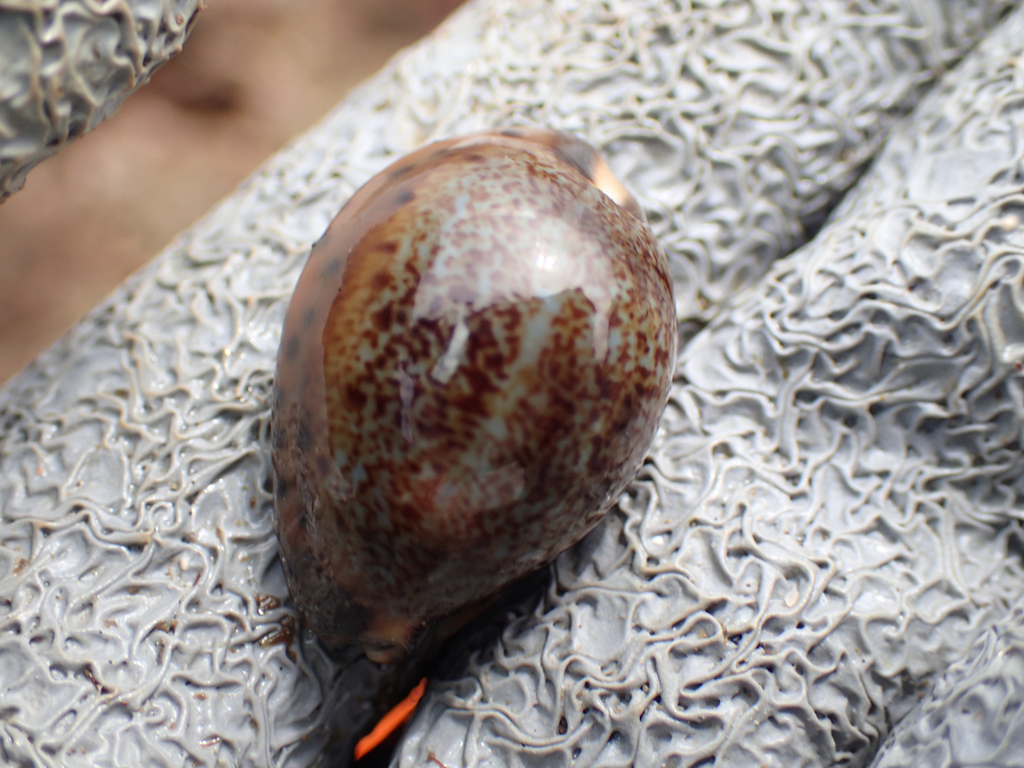 Robert's cowrie