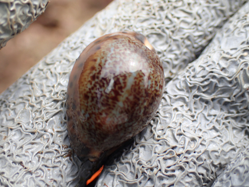 Robert's cowrie