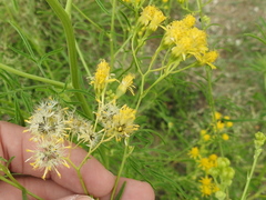 Hymenothrix wislizeni