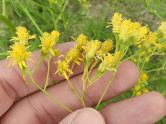 Hymenothrix wislizeni