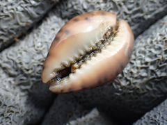 Pseudozonaria robertsi