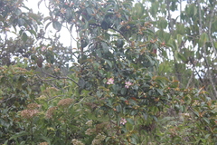 Blakea quadrangularis