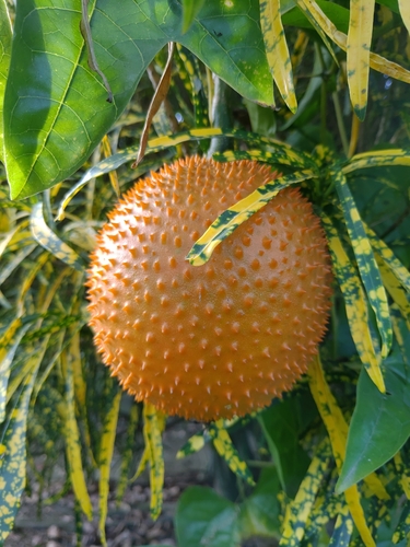 Momordica cochinchinensis iNat (3)
