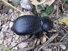 Stenomorpha marginata