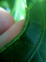 Aceria melicyti