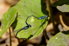 Acanthagrion lancea