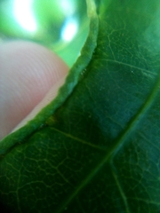 Aceria melicyti