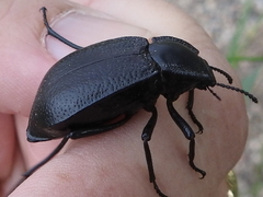 Stenomorpha marginata