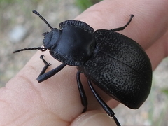 Stenomorpha marginata