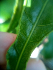 Aceria melicyti