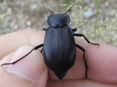 Stenomorpha marginata