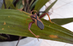 Crinocerus sanctus