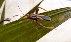 Crinocerus sanctus