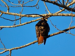 Buteo jamaicensis