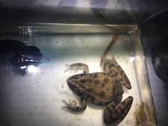 Lithobates sphenocephalus