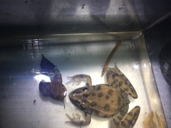 Lithobates sphenocephalus