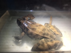 Lithobates sphenocephalus