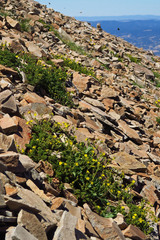 Potentilla brevifolia