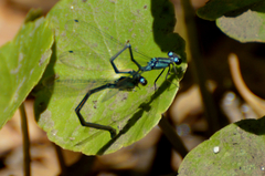 Acanthagrion lancea