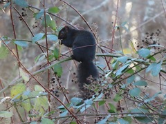 Sciurus carolinensis