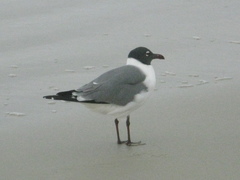 Leucophaeus atricilla