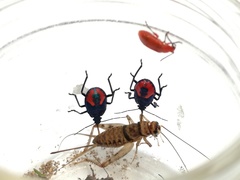 Euthyrhynchus floridanus