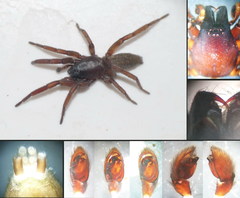 Haplodrassus macellinus