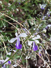 Trichostema arizonicum