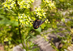 Brycea