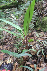 Anthurium microspadix