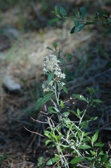 Ceanothus fendleri