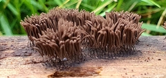 Stemonitis