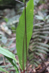 Anthurium microspadix