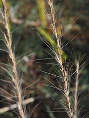 Aristida palustris