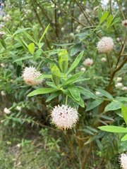 Pimelea ligustrina ligustrina