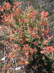 Gastrolobium bilobum