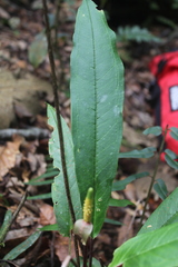 Anthurium microspadix