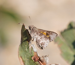 Trapezites phigalioides