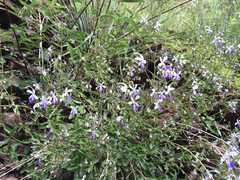 Trichostema arizonicum