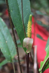 Anthurium microspadix