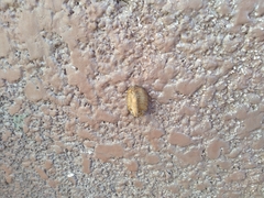 Hierodula patellifera patellifera